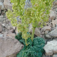 گل فروشی