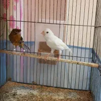 قناری سوخته سرخ و سفید