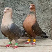 کبوتر خاص