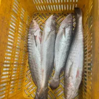 ماهی فروشی جنوب