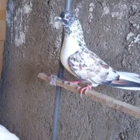 کبوتر درجه یک 48ساعته