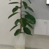 گل فیکوس