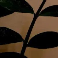 گل با طراوت