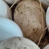 تخم قوغاز نطفه دار