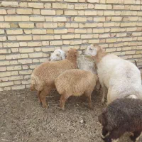 میش با بره و دوتا بره بزری