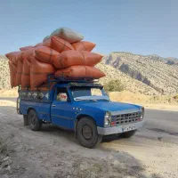 کاه درجه یک موجود است