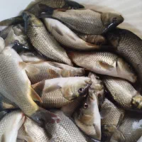 بچه ماهی کپور 50گرم