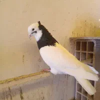 طوقی نر سیاه