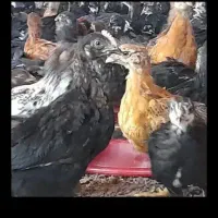 جوجه مرغ خروس دورگ محلی 35روزه