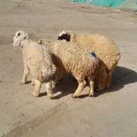 ۳راس بره نر