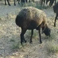 ۵میش جوان چاق