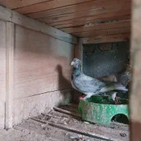 کبوتر کاکلی