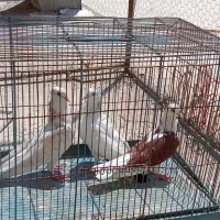 کبوتر جوجه دو کت کاکلی و پرشی