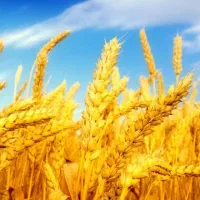 بهترین گندم منطقه به شرط نان