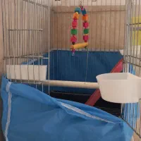 قفس عروس قلندی