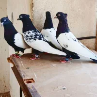 پرنده نروماده سینه سیاه دوکت سفید