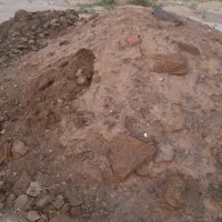 کودگوسفندی