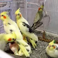 بخاطر جابجایی ارزون گذاشتم