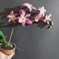 گل مصنوعی ارکیده خارجی