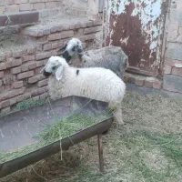 میش وبره محلی
