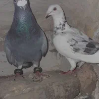 یک جفت کفتر جفت گاه به فروش میرسد