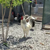 خروس برهما