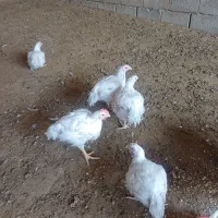 مرغ گوشتی معاوضه با جوجه محلی یکجا