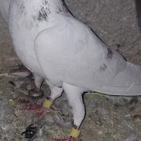 ابگول|پرنده|نیشابور, بنیاد شهید|دیوار