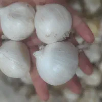 موسیرتازه