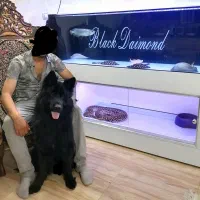 سگ ژرمن بلک