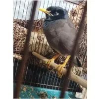 مرغ مینا اصیل