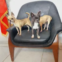 شی وا وا (چی واوا) (شی هواهوا)