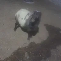 سلام قوچ پلنگی خوشگل کاربلد