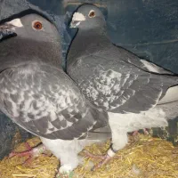 کفتر|پرنده|خواف, |دیوار