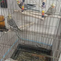 عروس هلندی