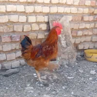 خروس|حیوانات مزرعه|رونیز, |دیوار