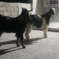 بزغاله