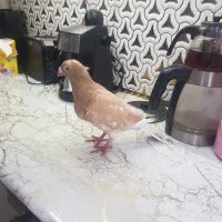 پلاکی سخریج زرد
