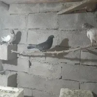 ۳عدد‌کبوتر‌ جفت‌