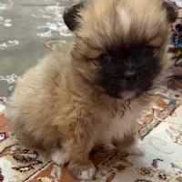 سگ نژاد پامر خرسی