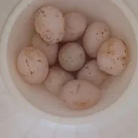 تخم اردک اسرائیلی