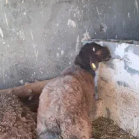 قوچ غزل افشارهمو