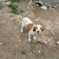 توله شکاری هفت ماهه دنبلانی