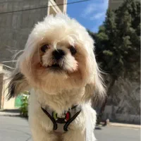 سگ شیتزو سوپر فلت تری کالر