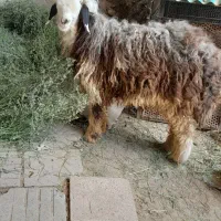 بره کشتاری