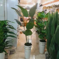 درختچه های موز لمسی خارجی اک