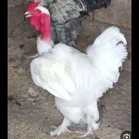 مرغ گردن لخت پاپر