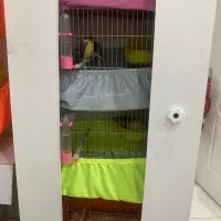 همه مدل قناری بلند فاستفور گلاسر