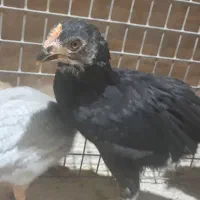 جوجه ۲ ماهه
