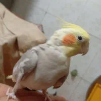 یک جفت عروس هلندی مولد سینامون|پرنده|بندر امام خمینی, |دیوار